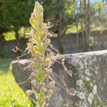 フランスの投稿画像一覧 Greensnap グリーンスナップ