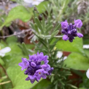 イングリッシュラベンダー,Lavandula angustifolia,Common Lavender,ハーブ,シソ科の画像