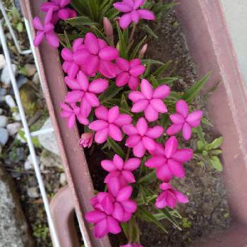 ピンクは大好きな色〜♡の画像 by ノッコちゃんさん | 小さな庭とアッツ桜 ピンクと可憐な花と大切な癒やしと可愛い❤と可愛い花とピンクのサボテンのはなとおきにいり ♡と大好きなお花♡とピンクは大好きな色〜♡と鉢植えと花のある暮らし