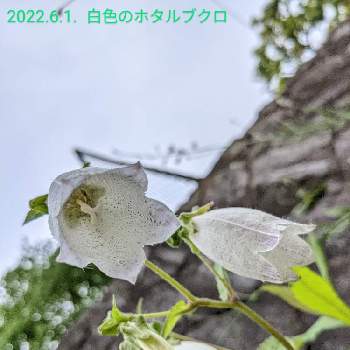 ホタルブクロ♡の画像 by もぐjuhさん | 広い庭とホタルブクロ♡とgoogle pixel5aと花色とお顔がこんにちはとしろい花