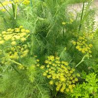 フェンネル,ハーブ,黄色い花,花散歩,いつもの公園1️⃣の画像