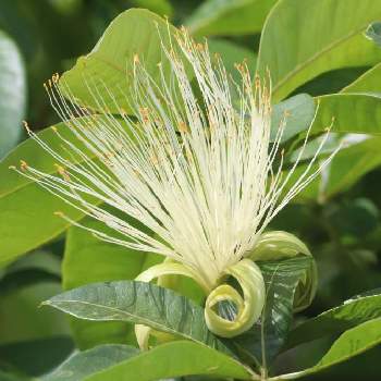 パキラの花の投稿画像一覧 Greensnap グリーンスナップ