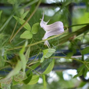 花壇,庭の花,植中毒,植栽,クレマチス♬の画像