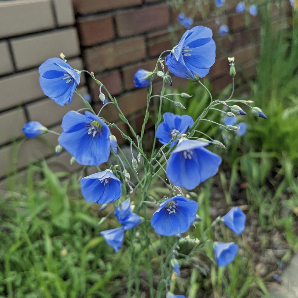 フラックスの投稿画像 By 池ちゃんさん 亜麻と花散歩とブルー色と花散歩とブルー色 22月6月2日 Greensnap グリーンスナップ Greensnap グリーンスナップ