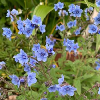 プルモナリア,小花,花のある暮らし,ブルーの花,こぼれダネの画像