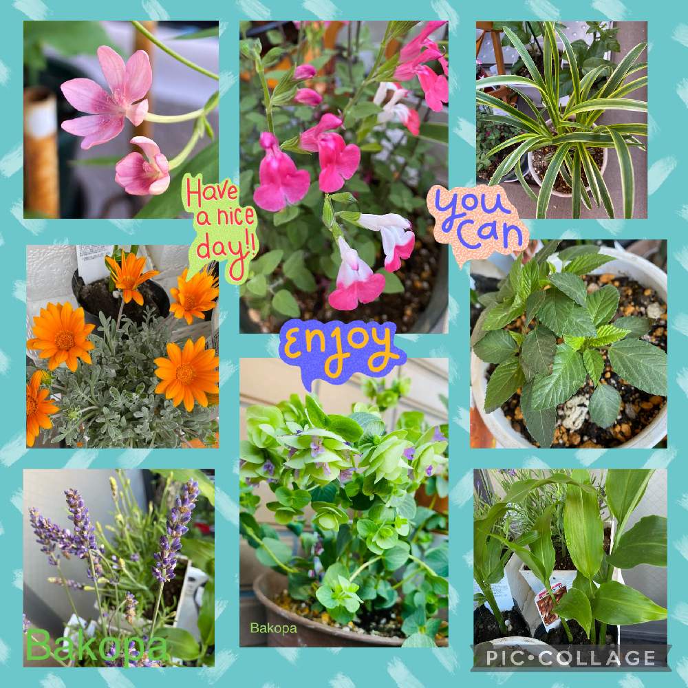 ガザニアの投稿画像 By Bakopaさん オレガノ ケントビューティーとチェリーセージとヤブランとミョウガ 茗荷 とヒメオウギとラベンダーとはじめての茗荷と花で元気に とグリーンのある暮らしとオレンジ色の花と花のある幸せと小花大好きと横浜とベランダガーデンと