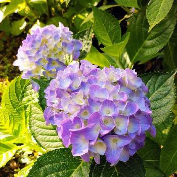 ハイドランジア,アジサイ　紫陽花,小さな庭の画像