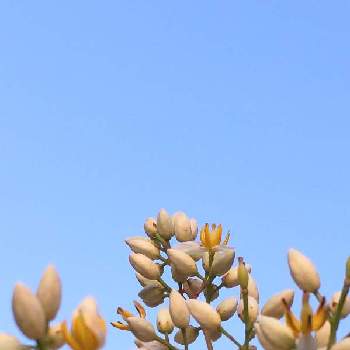 南天の花の画像 by npaさん | 小さな庭と南天の花とにわと白い南天の花と南天ナンテン