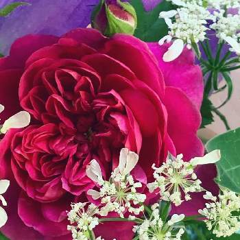 E Rプリンセスアンの投稿画像一覧 Greensnap グリーンスナップ