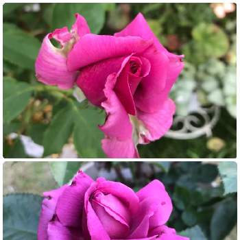 プラムパーフェクト バラの画像 by mayumiさん | 小さな庭とお庭とバラ 紫雲とプラムパーフェクト バラとおうち園芸