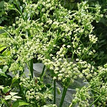 セロリの栽培の投稿画像一覧 Greensnap グリーンスナップ