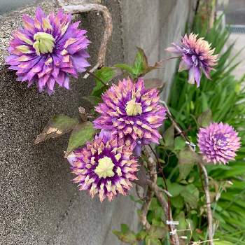 生活に花をの画像 by miyabiさん | エントランスとクレマチス　大河と生活に花をと植物のある暮らしとおうち時間と庭作りとおうち園芸と花いろいろと元気に育ててますよと花のある暮らし