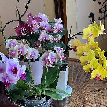 ミニ胡蝶蘭の画像 by オシャレさんさん | 窓辺とミニ胡蝶蘭とピンクの花とはなのある暮らしとかわぃぃ。と胡蝶蘭が好き！とピンクのお花と＠我が家の蘭の花と我が家の花と胡蝶蘭のある暮らし