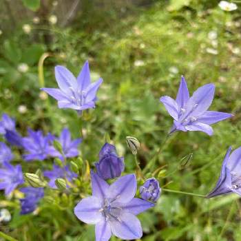 (トリテレイア)ブローディアの画像 by きのこさん | アプローチと(トリテレイア)ブローディアと紫色の花と癒されると毎年咲くとガーデニングと花のある暮らしとかわいい