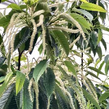 栗の木の花の投稿画像一覧 Greensnap グリーンスナップ