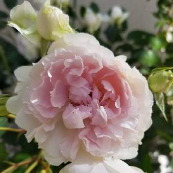 バラ シャリマーの画像 by みうさん | 小さな庭とバラ シャリマーと花のある暮らしとおうち園芸