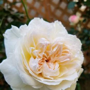 バラ ボレロの画像 by みうさん | 小さな庭とバラ ボレロと花のある暮らしとおうち園芸