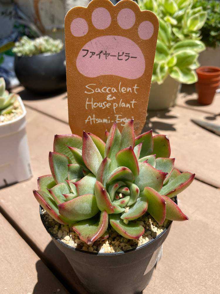 ファイヤーピラー 徒長多肉ちゃんの成長の記録｜🍀GreenSnap（グリーン