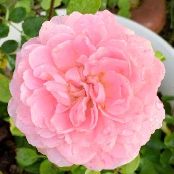 クイーン・オブ・スウェーデンの画像 by nanamimiさん | 広い庭とクイーン・オブ・スウェーデンと薔薇愛同盟と薔薇のある暮らし♡とおうち園芸とナチュラルスタイルとガーデニングと花のある暮らしとバラを楽しむ