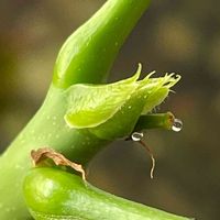 パキラ,花壇,ガーデニング,庭木,山野草の画像