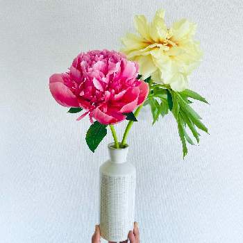 ハナカジの画像 by mochiさん | 芍薬とスーパーマーケットの花と癒しとお花女子とスーパーの切花とハナカジとメルシーフラワーとおうちでおはな時間と花のある暮らしと花が好き