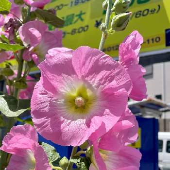 タチアオイの花の画像 by サリーちゃんのパパさん | お出かけ先とタチアオイの花と淀川区木川西
