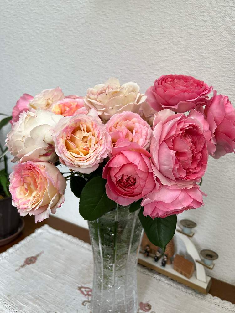 白猫ちゃん♡ピンクと紫の薔薇