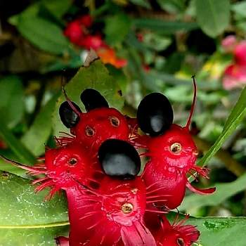 ミッキーマウスの木 の投稿画像一覧 Greensnap グリーンスナップ