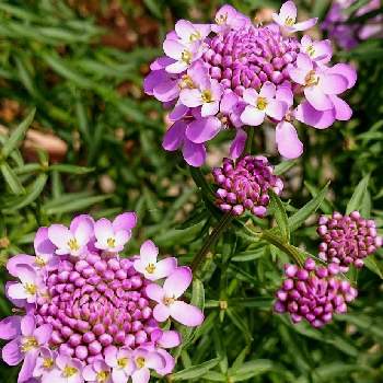 イベリス キャンディタフト の投稿画像一覧 Greensnap グリーンスナップ