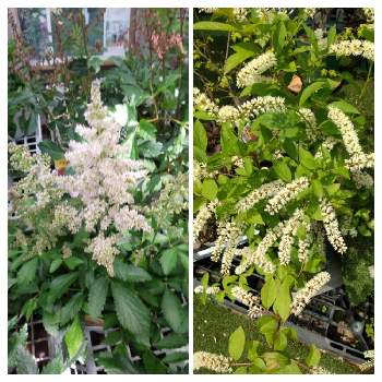 コバノズイナ ヘンリーズガーネットの投稿画像一覧 Greensnap グリーンスナップ