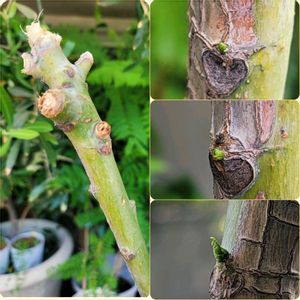 100均,緑のある暮らし,100均観葉植物,パキラ★,マンションのベランダの画像