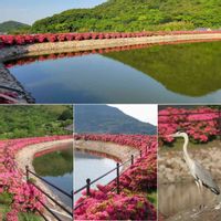 サツキ,アオサギ♡,野鳥,ピンクのお花,ウォーキング中の画像