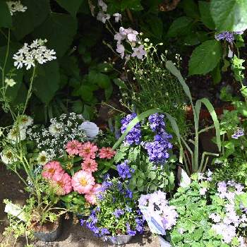 花苗の画像 by ぽむさん | 小さな庭と植え付け前と癒しと心ほっこりと花苗と小さな庭♡と鉢植えと白い花