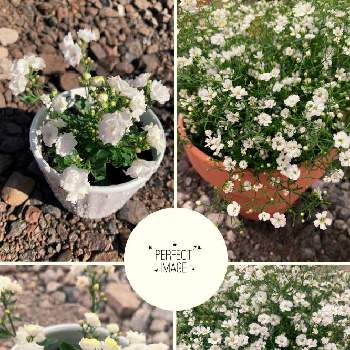  もこもこの画像 by ぽんずさん | 小さな庭とちいさいお花と初心者と もこもことど素人ともりもりと白い花