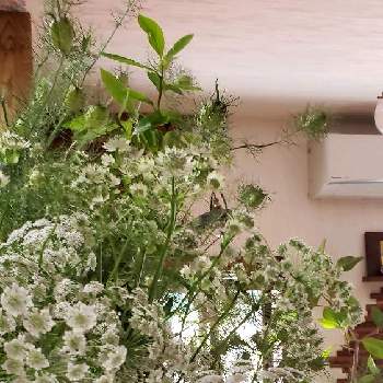 家が好きの画像 by みっこみっこ #観葉植物さん | 部屋とレースフラワー。とおうち時間とみどりのお花とはなのある暮らしとみどりの花が好きとグリーンミストと家が好き