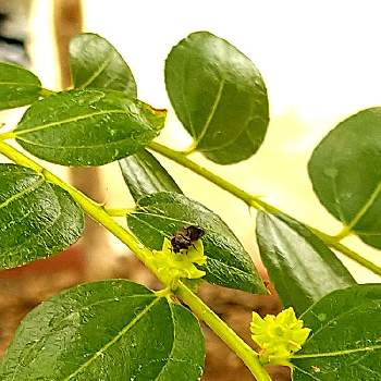 棗の蕾の投稿画像一覧 Greensnap グリーンスナップ