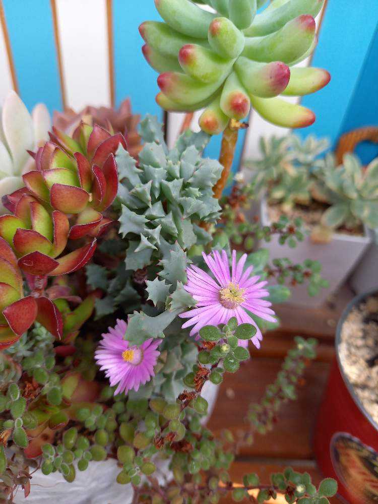 289💐琴爪菊 きんそうぎく デルトイデス｜🍀GreenSnap（グリーンスナップ）