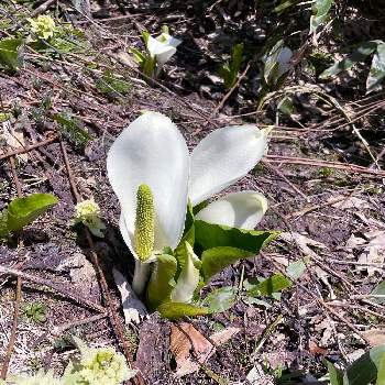 ミズバショウ 水芭蕉 の投稿画像一覧 Greensnap グリーンスナップ