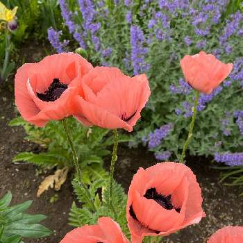 オリエンタルポピーの画像 by 鯉太郎さん | オリエンタルポピー・ヘレンエリザベスとオリエンタルポピーとお庭と可愛いピンクと大きな花びら