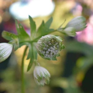 花壇,庭の花,庭の宿根草,植中毒,植栽の画像