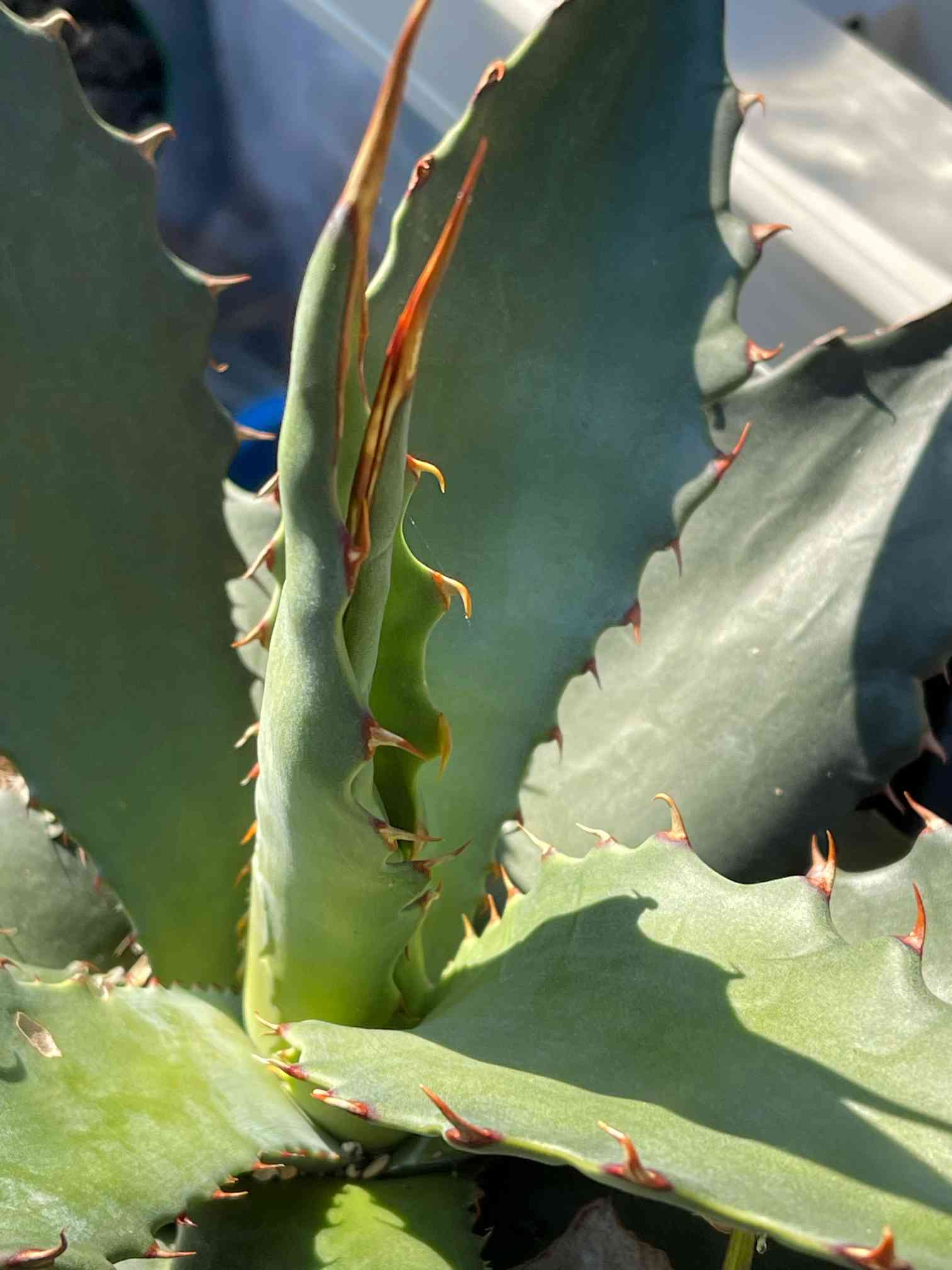 アガベ ワコマヒー 実生〜2022〜｜🍀GreenSnap（グリーンスナップ）