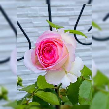 バラの家の画像 by まゆさん | 小さな庭とピエールドゥロンサールとばら バラ 薔薇とバラの家とバラ大好きとつるバラとバラ 鉢植え