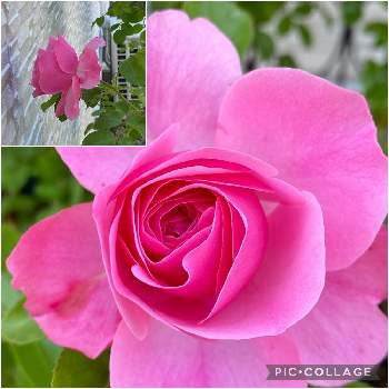 バラの家の画像 by まゆさん | 小さな庭とレッドレオナルドダヴィンチとばら バラ 薔薇とバラの家とバラ大好きとつるバラとバラ 鉢植え