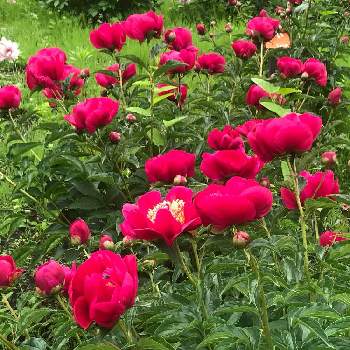 春の装いの画像 by 君にバラバラさん | しゃくやく みらいと癒しと公園と鮮やか と赤い花と神代植物公園と花のある暮らしとお散歩と春の装いとiPhone撮影