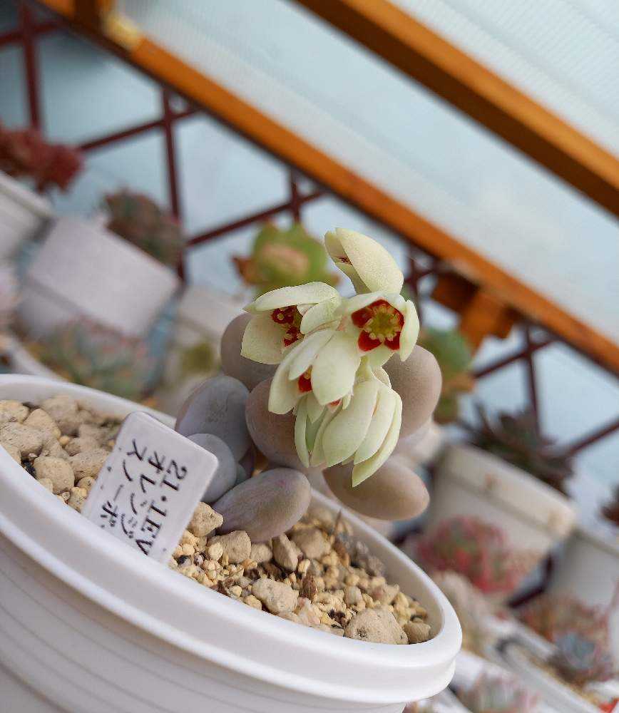 127💐オレンジスノーボール｜🍀GreenSnap（グリーンスナップ）