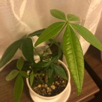 パキラ,観葉植物,わが家の観葉植物❢,観葉植物がスキ,観葉植物を楽しむの画像