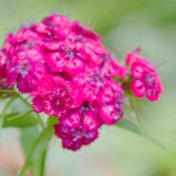 ビジョナデシコの画像 by HEATHさん | 小さな庭とビジョナデシコと地植えと耐寒性多年草とナデシコ科とピンク色の花