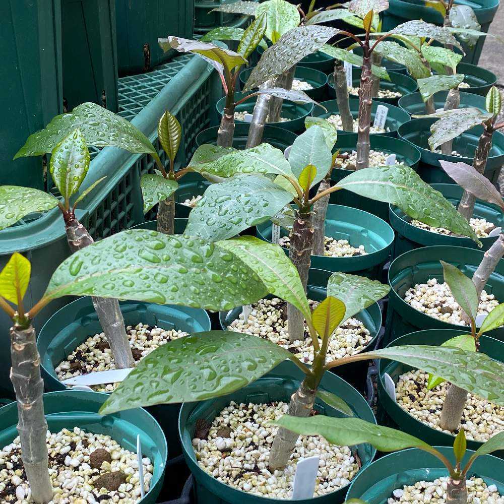 プルメリア実生苗(接木用) ちょっと待って！プルメリアの実生苗を買う前に｜🍀GreenSnap