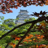 モミジ,ノムラモミジ,城郭・天守閣,世界遺産・姫路城,住めば都・姫路の画像