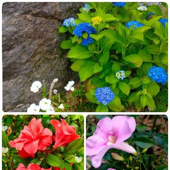 金曜日の朝の画像 by kikki-さん | 広い庭とソケイノウゼンと紫陽花とサツキと色とりどりで綺麗と金曜日の朝